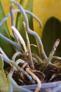 Aerial Orchid Roots