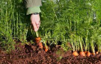 After what crops can I plant carrots