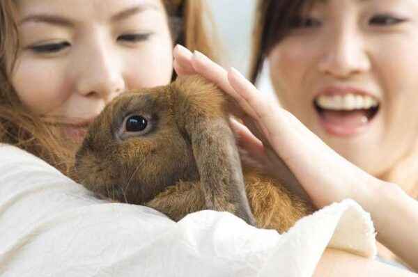 Allergy to domestic rabbits in a child