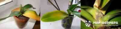 Application of Bon forte for orchids