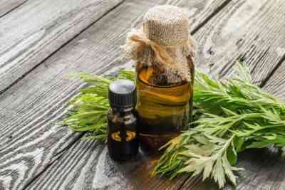 Application of wormwood oil