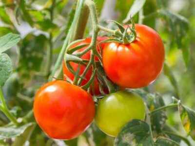 Are tomatoes or fruits or vegetables?