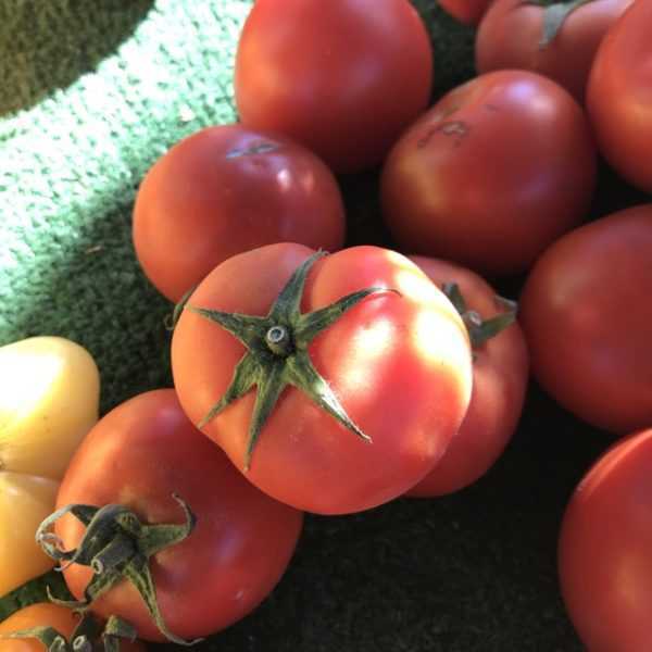 Beefsteak tomato characteristics