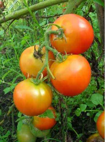Best Zedek tomato seeds