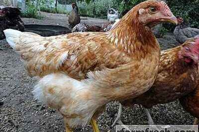 Breed of chickens Hungarian Giant