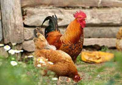Breeding chickens in the country for beginners