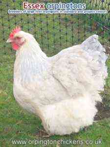 British chickens Orpington