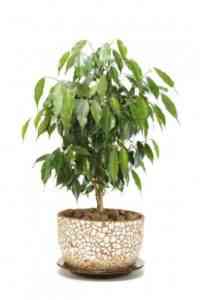 Care for ficus kinki at home