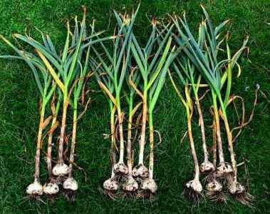 Care for spring garlic in the garden