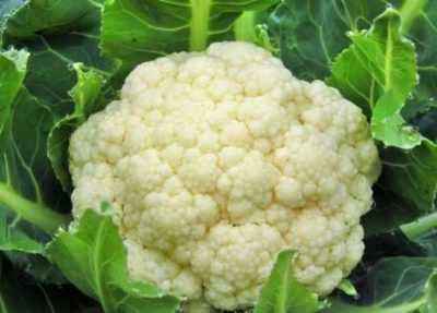 Cauliflower cultivar Dachnitsa