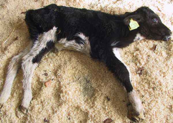 Causes of diarrhea in calves
