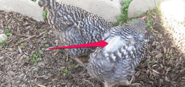 Causes of feathers in chickens and treatment methods
