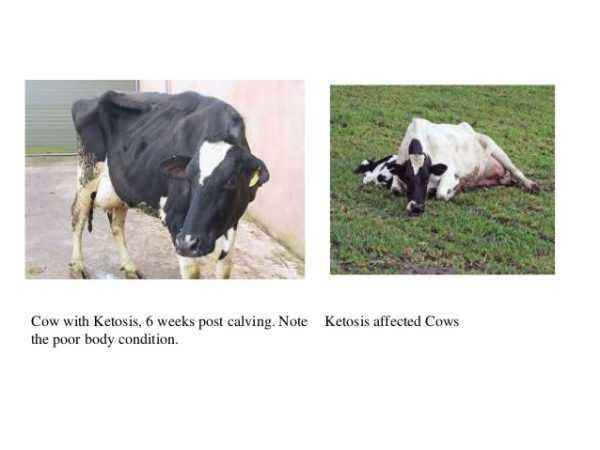 Causes of ketosis in cows