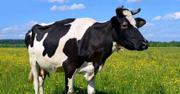Causes of milk with blood in cows