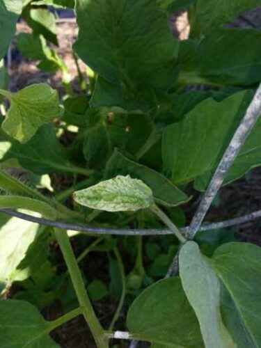 Causes of pale tomato seedlings