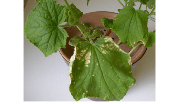 Causes of pallor leaves in cucumbers