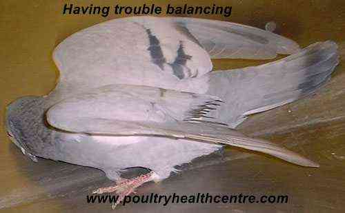 Causes of salmonellosis in pigeons