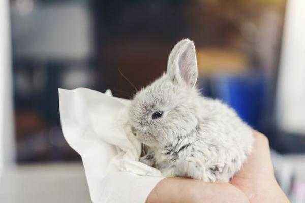 Causes of sneezing in rabbits and treatment methods