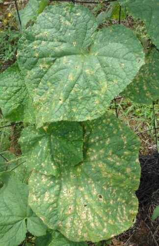 Causes of spots on the leaves of cucumbers