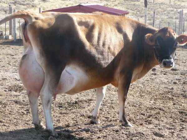 Causes of udder swelling in a cow