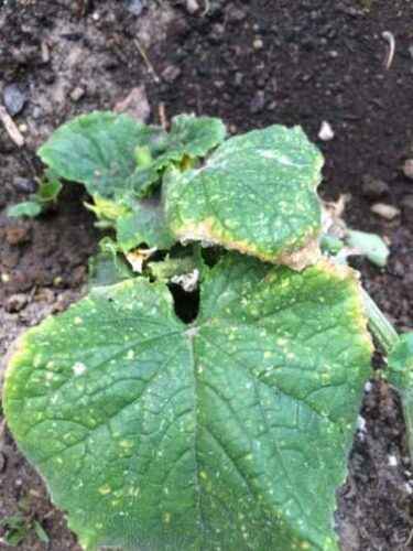 Causes of white spots on the leaves of cucumbers