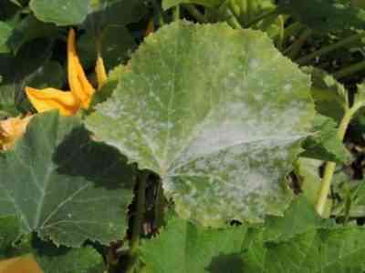 Causes of white spots on the leaves of zucchini