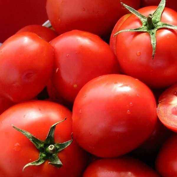 Characteristic varieties of tomatoes Olga f1
