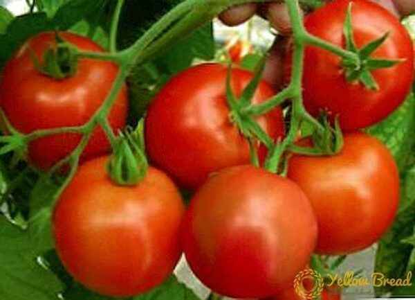 Characteristic varieties of tomatoes Richie