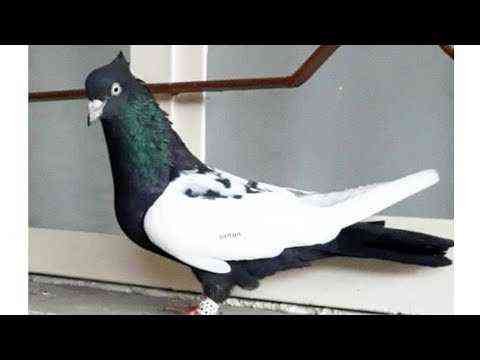 Characteristics and features of Iranian pigeons