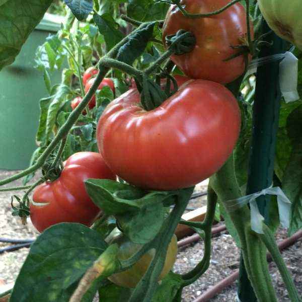 Characteristics of Beef Variety Tomato