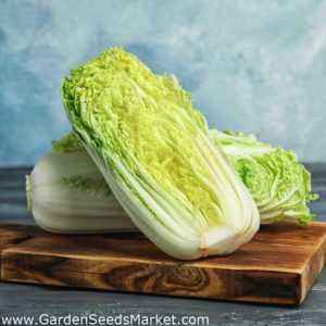 Characteristics of Beijing cabbage varieties Manoko