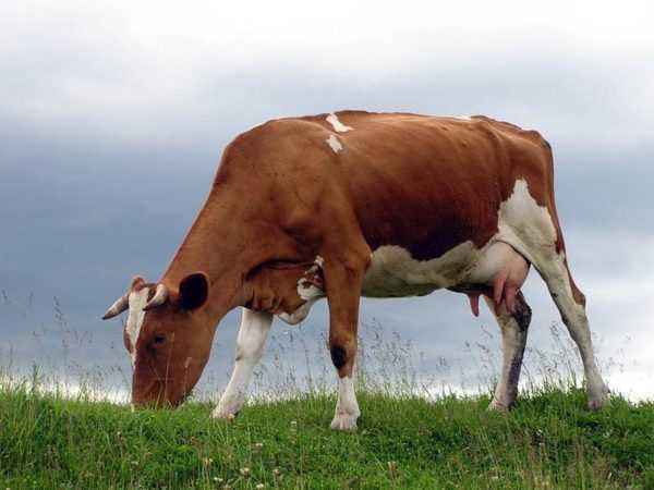 Characteristics of Bestuzhev breed of cows