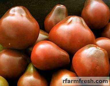 Characteristics of Black Pear Tomato