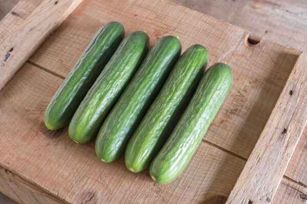 Characteristics of cucumber varieties Chinese Farm f1