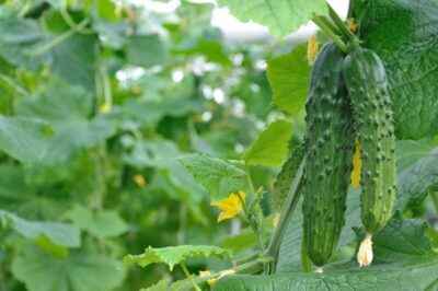 Characteristics of cucumbers of parthenocarpic varieties