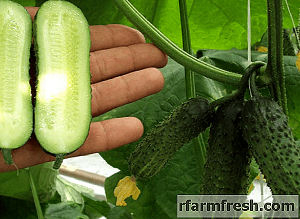Characteristics of cucumbers varieties All Beam