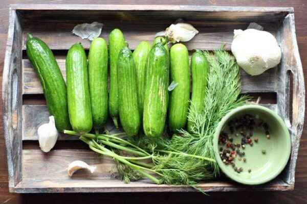 Characteristics of cucumbers varieties Grandma's Secret