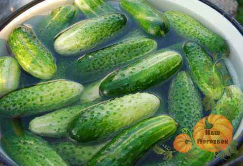 Characteristics of cucumbers varieties Pogrebok