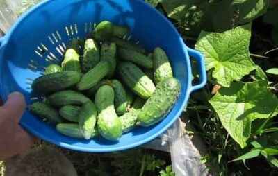 Characteristics of cucumbers varieties To everyone's envy