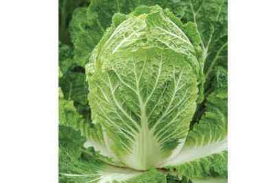 Characteristics of early cabbage variety Akira F1