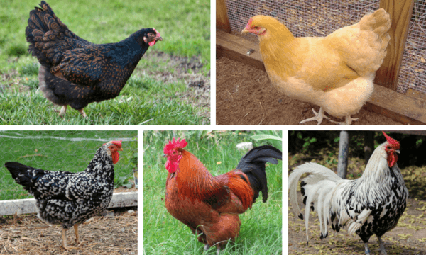 Characteristics of egg breeds of chickens