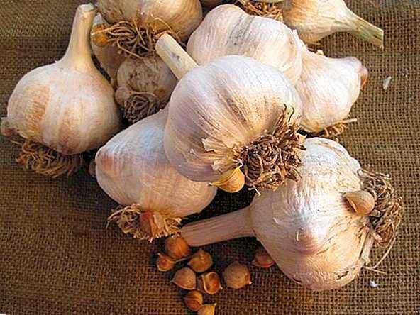 Characteristics of Garlic Rockambol