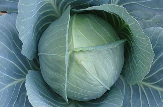 Characteristics of Gloria f1 cabbage