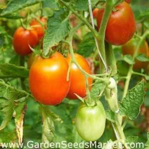 Characteristics of Japanese Dwarf variety tomato
