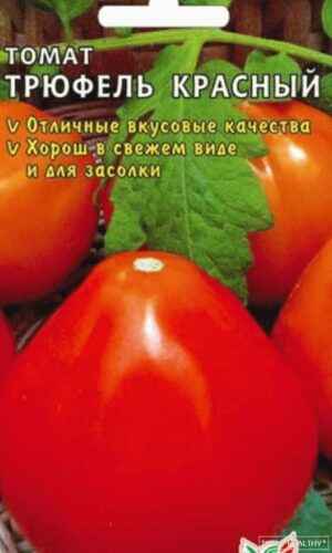 Characteristics of Korolevich variety tomatoes