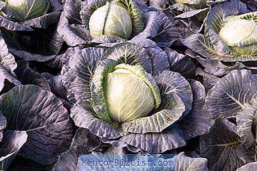 Characteristics of Krautman Cabbage