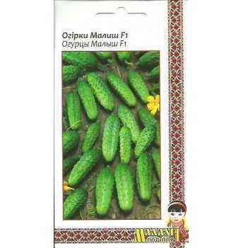 Characteristics of Malysh cucumbers