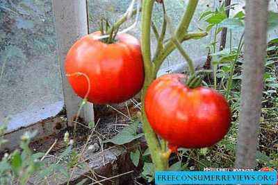 Characteristics of Miracle Tomatoes