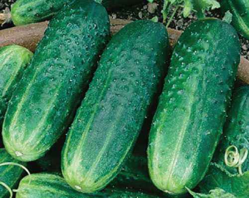 Characteristics of pickling cucumbers varieties