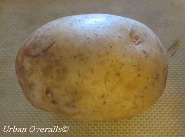 Characteristics of Potato Handsome